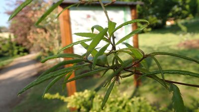 Quercus phellos - dub čárkolistý